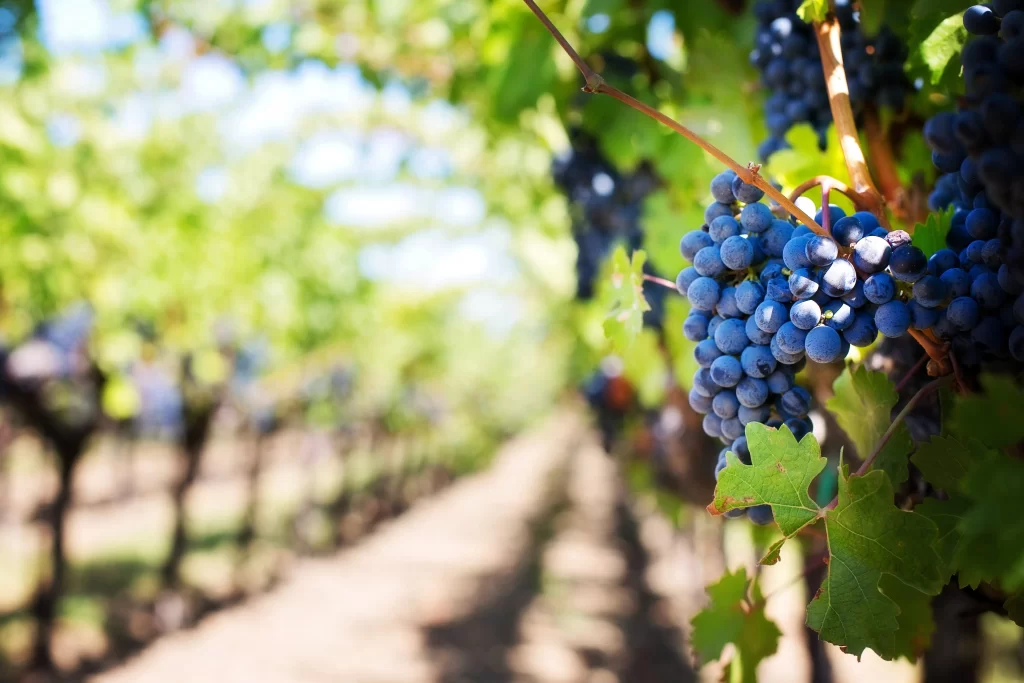 Vignes
